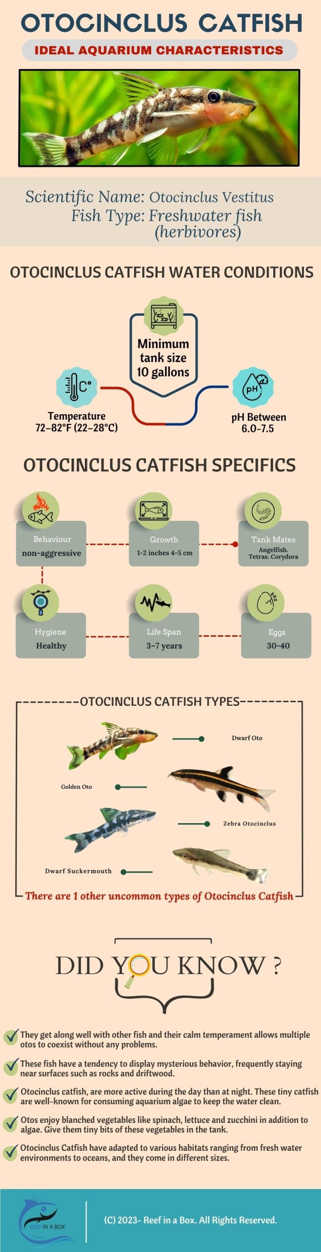 Otocinclus Catfish: An Algae Eater