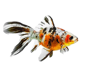 Shubunkin Goldfish Nature's Living Watercolor 